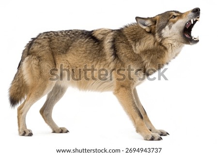 Wild gray wolf snarling with open mouth, isolated on white background.