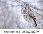 A wild great grey owl in Sax-Zim Bog in Minnesota.