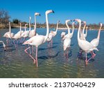 Wild greater flamingos (Phoenicopterus roseus), Parc Ornithologique du Pont de Gau, Camargue’s Regional Natural Park, Arles, France