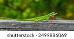 Wild Green Anole lizard reptile - Anolis carolinensis - showing off his red dewlap.  Large adult male on top of wood fence. Florida native.  Full size view, non cropped version