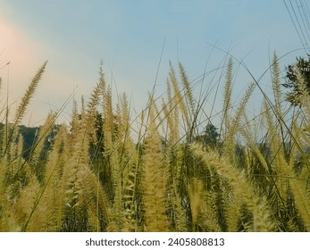 wild green grass against the background of the morning sun