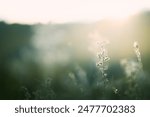 Wild green grass in a forest at sunset. Macro image, shallow depth of field. Beautiful summer nature background