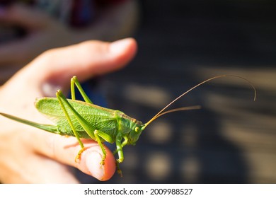 Wild Green Meadow Grasshopper On Hand.
