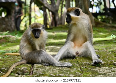 Wild Green Monkeys Of Barbados