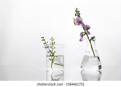 Wild Green Plant And Purple Flower Flask And Beaker In Biotechnology Cosmetic Science White Laboratory Background