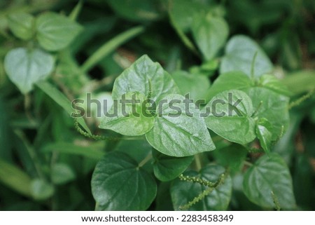 Wild green plants grow in the uncultivated land