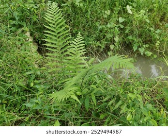 the wild greenery bushy vegetation with ferns growing along the drainage bank. - Powered by Shutterstock