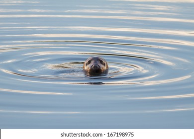 A Wild Grey Seal Swimming in Cold Water