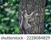 squirrel climbing