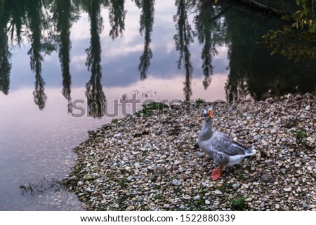 Wild Greylag Goose (Anser Anser) standing on the stone shore of a river