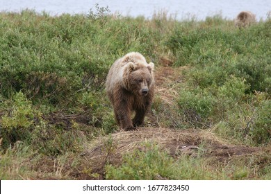 Wild Grizzly (ursus Arctos Horribilis) At Kenai, Alaska