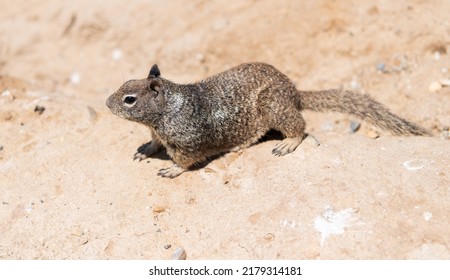 Wild Ground Squirrel Rodent Marmotini Animal On Rocky Soil