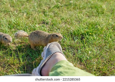 Wild Ground Squirrels Are Not At All Afraid To Stand Next To A Person's Foot. Picnic In Nature, Hiking, Selective Focus