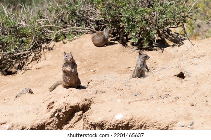 Wild Ground Squirrels Rodents Marmotini Animals In Natural Habitat