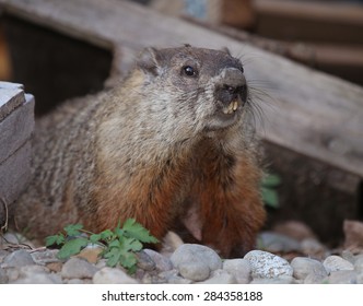 Angry Gopher Images Stock Photos Vectors Shutterstock