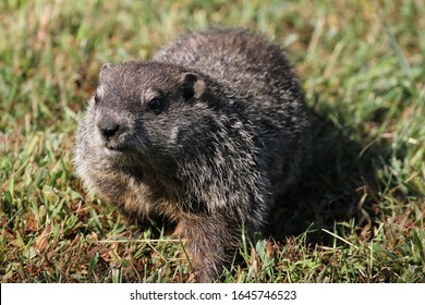 Wilde Groundhog an einem sonnigen Tag in Wheel, West Virginia