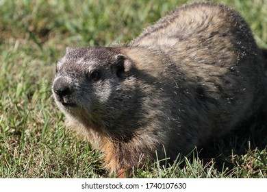 Wilde Groundhog an einem sonnigen Tag in Wheel, West Virginia