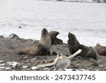 Wild group of seals on Antarctica (Penguin Island). Expedition Antarctica. Bones around.