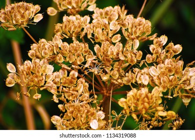 Wild Growing Cow Parsnip Seeds