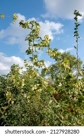 Wild Growing Hops In Upper Franconia