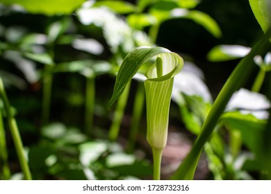 A wild growing 'Jack In The Pulpit' flower, found during a nature walk in Raleigh, North Carolina. - Shutterstock ID 1728732316