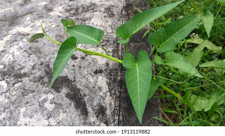 Wild Growing Water Spinach (Ipomoea Aquatica). Wild Kale Plant