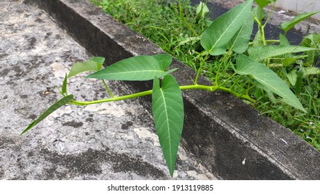 Wild Growing Water Spinach (Ipomoea Aquatica). Wild Kale Plant