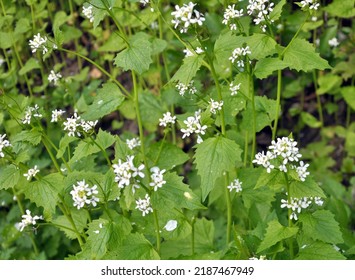 In the wild grows a biennial herb garlic mustard (Alliaria petiolata) - Shutterstock ID 2187467949