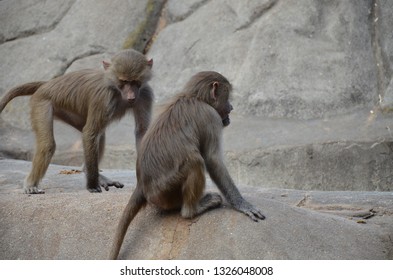 Wild Hamadryas baboon, zoo of Frankfurt (Germany)