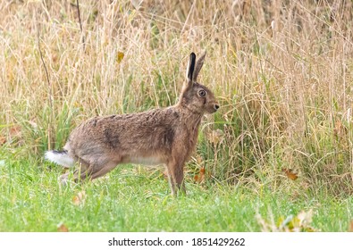 Wild Hare In Field Wildlife Photo North Yorkshire UK England