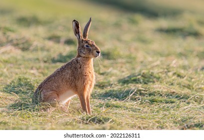 Wild Hare In Field Wildlife Photo Yorkshire Uk