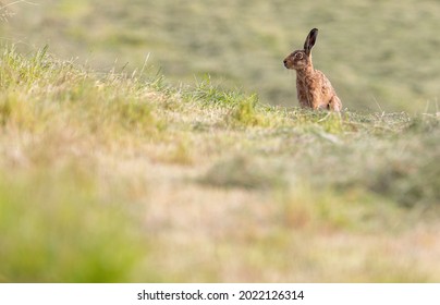 Wild Hare In Field Wildlife Photo Yorkshire Uk