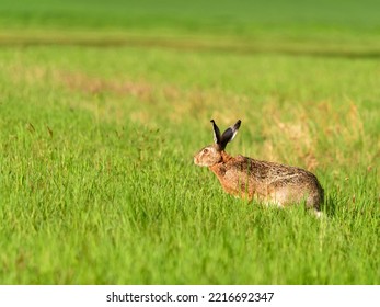 Wild Hare In A Green Garden