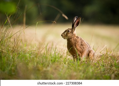 Wild Hare Lepus Europaeus In Green Grass