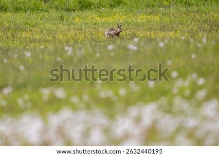 A wild hare stands in a blooming spring meadow, surrounded by yellow flowers and tall grass in a peaceful natural setting.