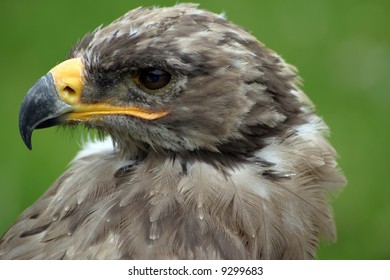 Wild hawk on green background