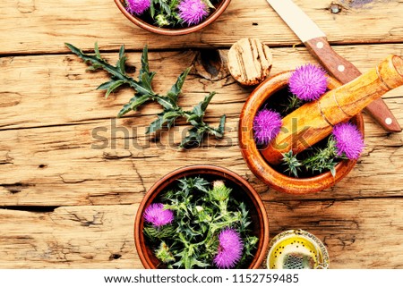 Similar – Image, Stock Photo prickly Thorny Thistle