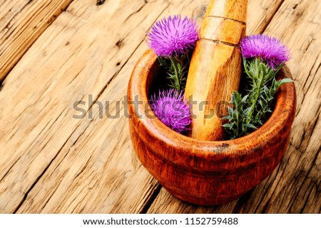 Similar – Image, Stock Photo prickly Thorny Thistle