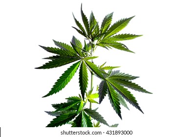 Wild Hemp Plant On The White Background.