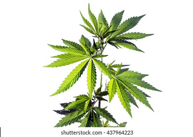 Wild Hemp Plant On The White Background.