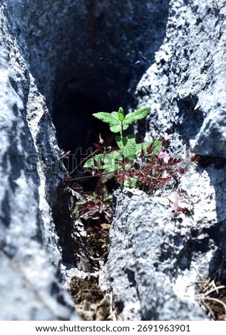 Wild herb- mint - growing in the clints and grykes of the limestone pavement