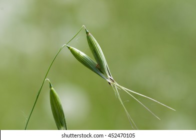 Wild Herbs, Wild Oats