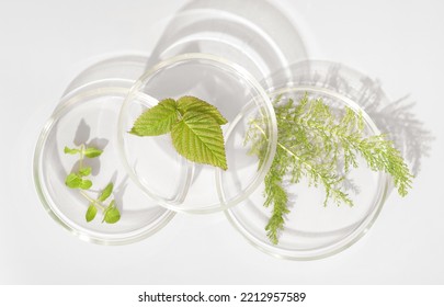 Wild Herbs In Petri Dish As Natural Medicine Ingredient, Using Forest Plants In Pharmacology Industry. Natural Extraction Laboratory