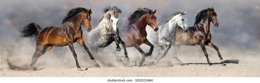 Wild herd run gallop in desert