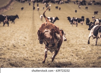 473 Cow kick Images, Stock Photos & Vectors | Shutterstock