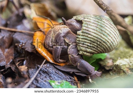 A wild hermit crab on the island of Tutuila in the National Park of American Samoa.