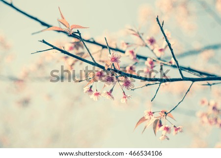 Similar – Japanese Spring Blossom