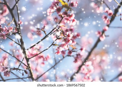 Wild Himalayan Cherry Blossom, Beautiful Pink Sakura Flower At Winter With Snow Landscape