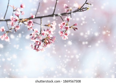 Wilder Himalayanischer Kirschblossom, schöne rosafarbene Sakurablume im Winter mit Schneelandschaft