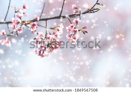 Wild Himalayan Cherry Blossom, beautiful pink sakura flower at winter with snow landscape
